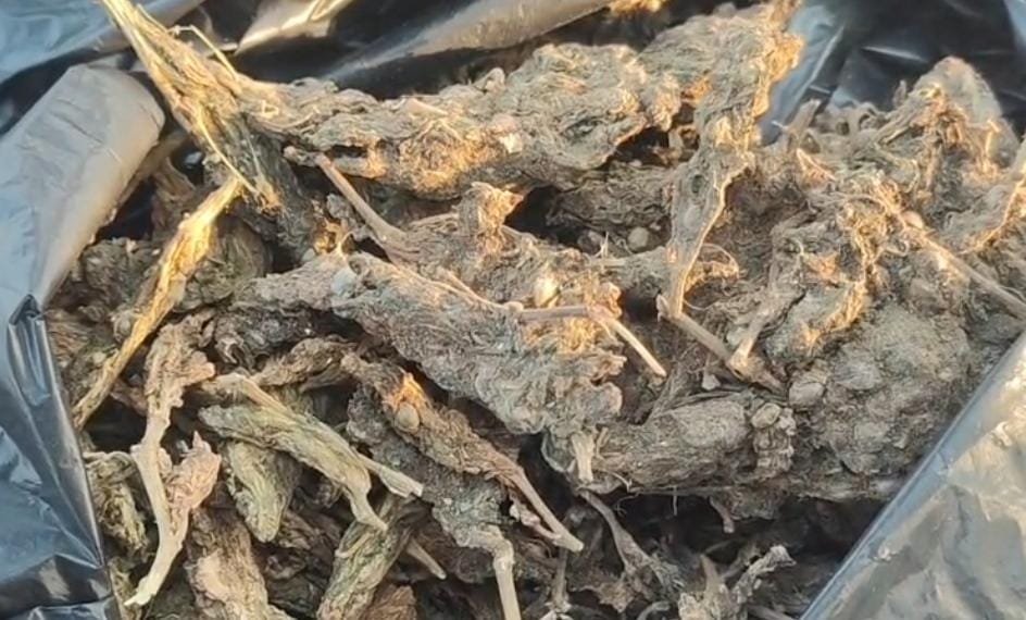 పెద్దపల్లిలో గంజాయి కలకలం